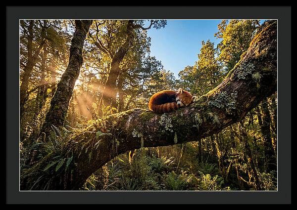 Resting Red Panda In Nature