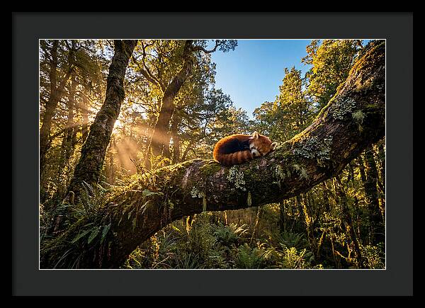 Resting Red Panda In Nature