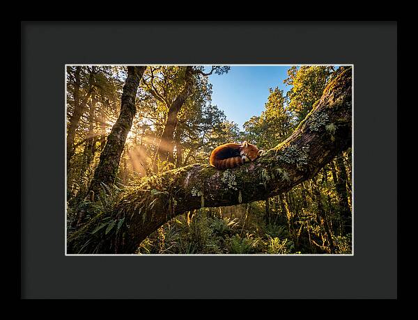 Resting Red Panda In Nature