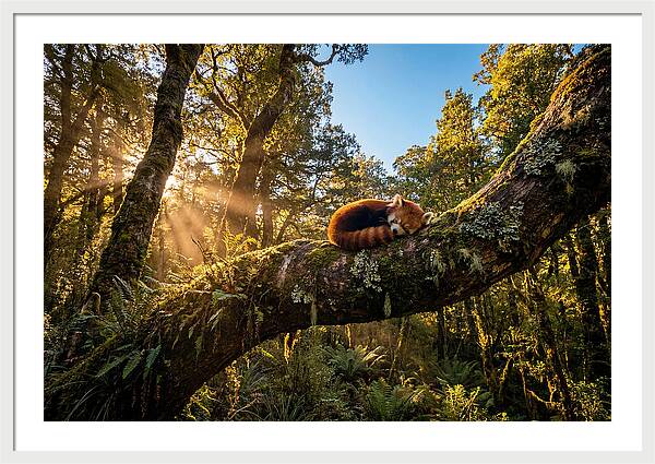 Resting Red Panda In Nature