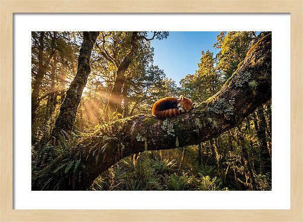 Resting Red Panda In Nature