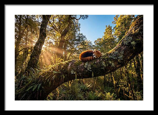 Resting Red Panda In Nature