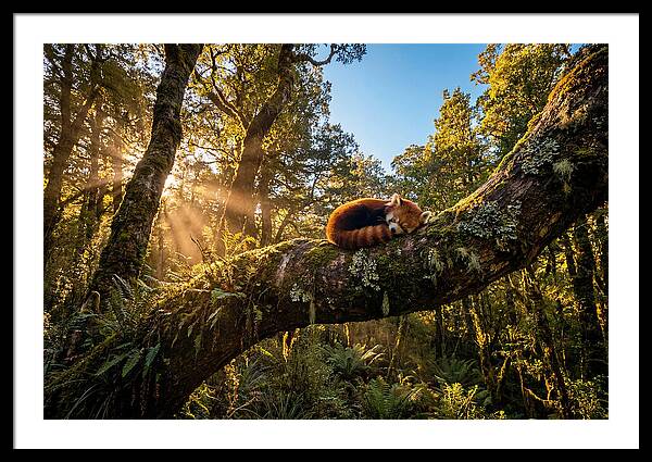 Resting Red Panda In Nature