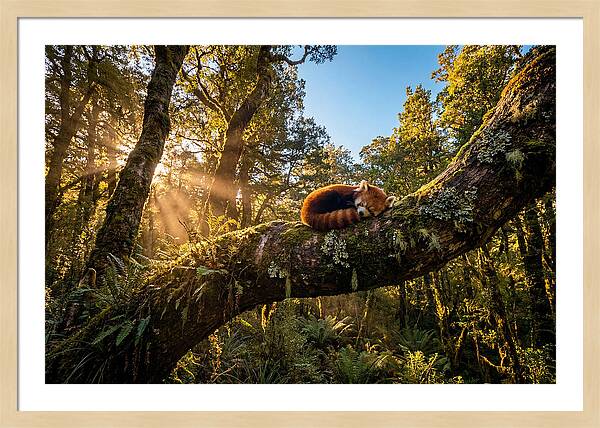 Resting Red Panda In Nature