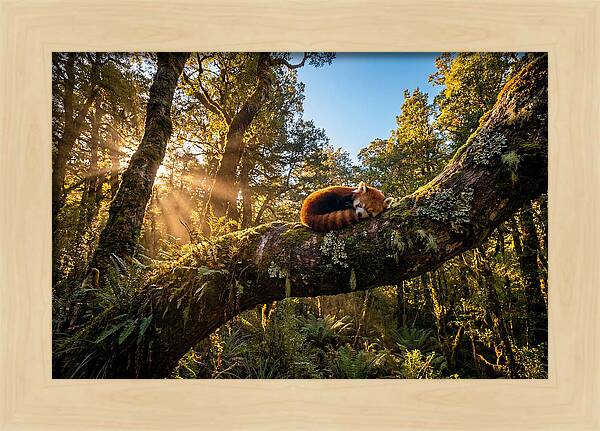 Resting Red Panda In Nature