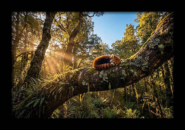 Resting Red Panda In Nature