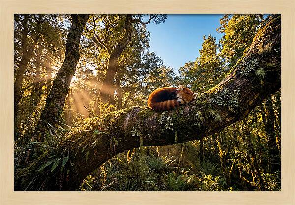 Resting Red Panda In Nature