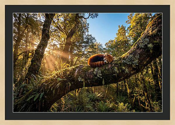 Resting Red Panda In Nature