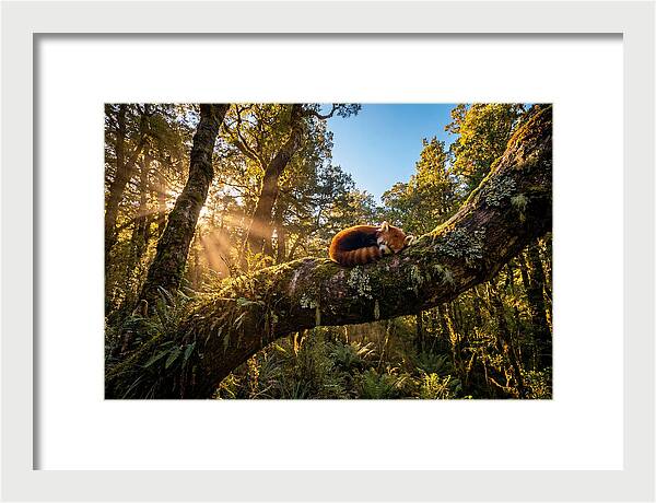 Resting Red Panda In Nature