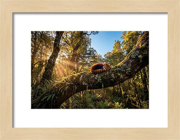 Resting Red Panda In Nature