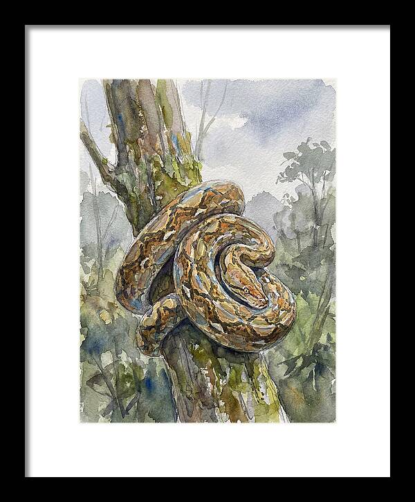 Reticulated Python In Nature