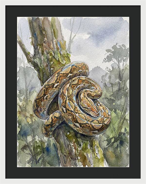 Reticulated Python In Nature