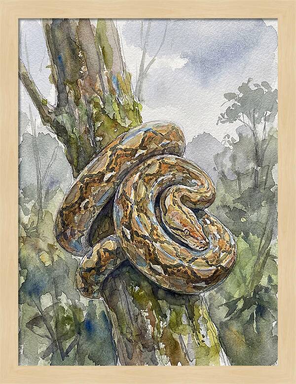 Reticulated Python In Nature