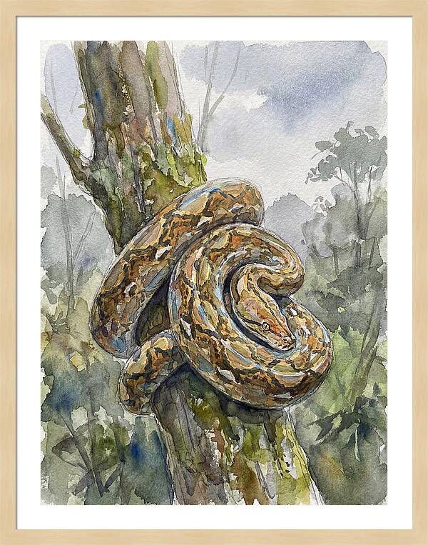 Reticulated Python In Nature