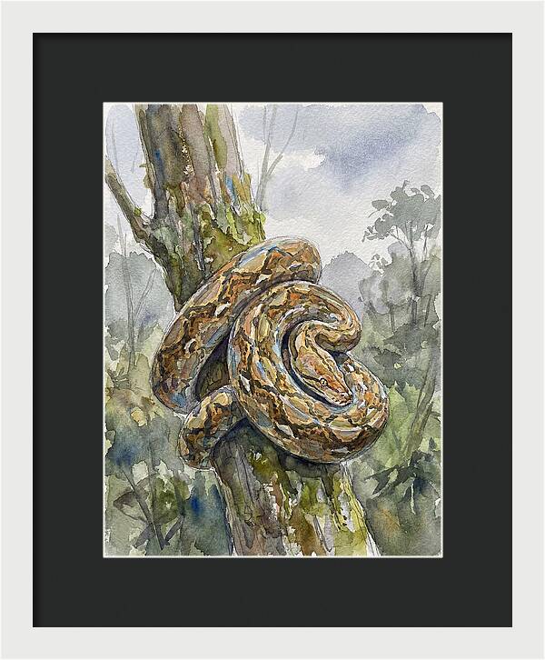 Reticulated Python In Nature