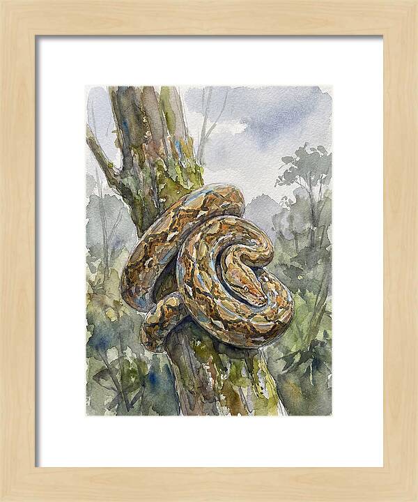 Reticulated Python In Nature