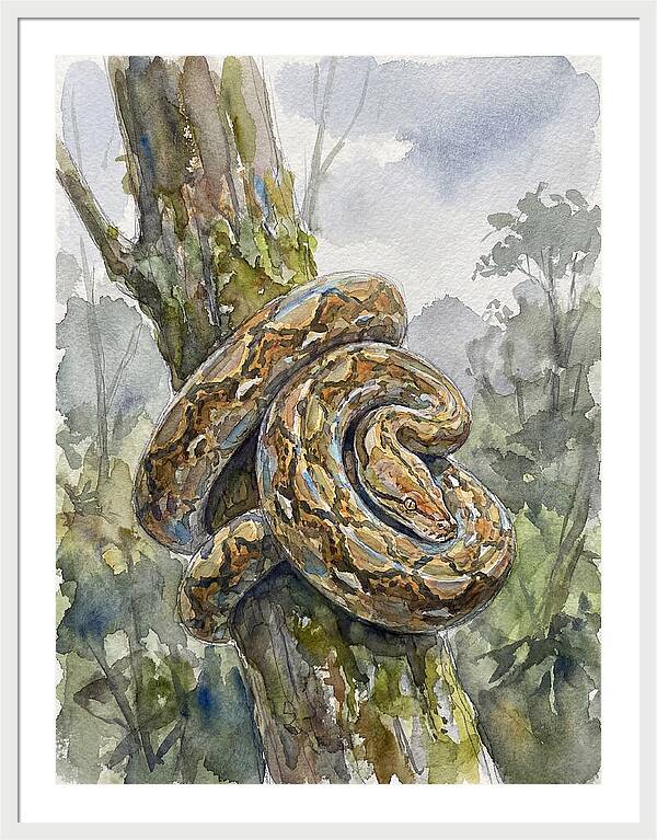 Reticulated Python In Nature