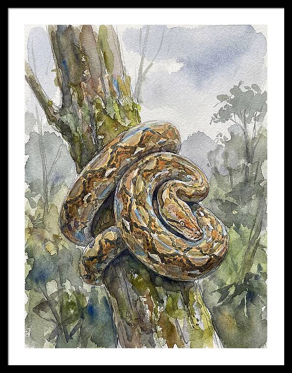 Reticulated Python In Nature