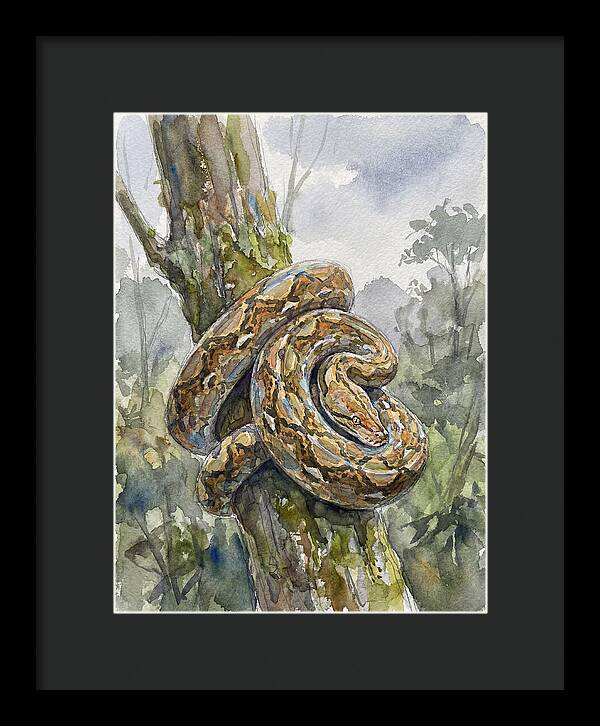 Reticulated Python In Nature