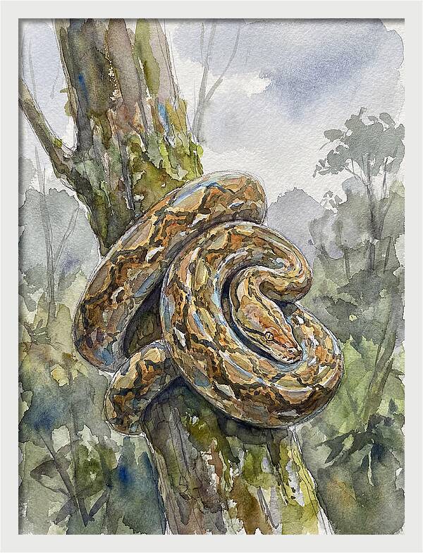 Reticulated Python In Nature