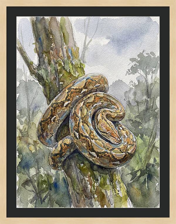 Reticulated Python In Nature