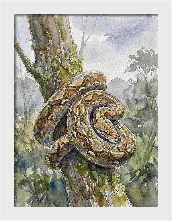 Reticulated Python In Nature