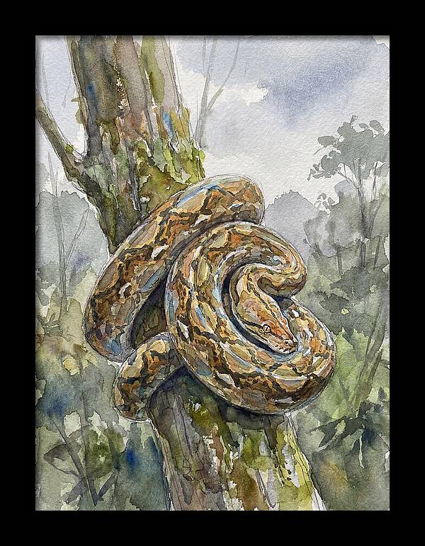 Reticulated Python In Nature