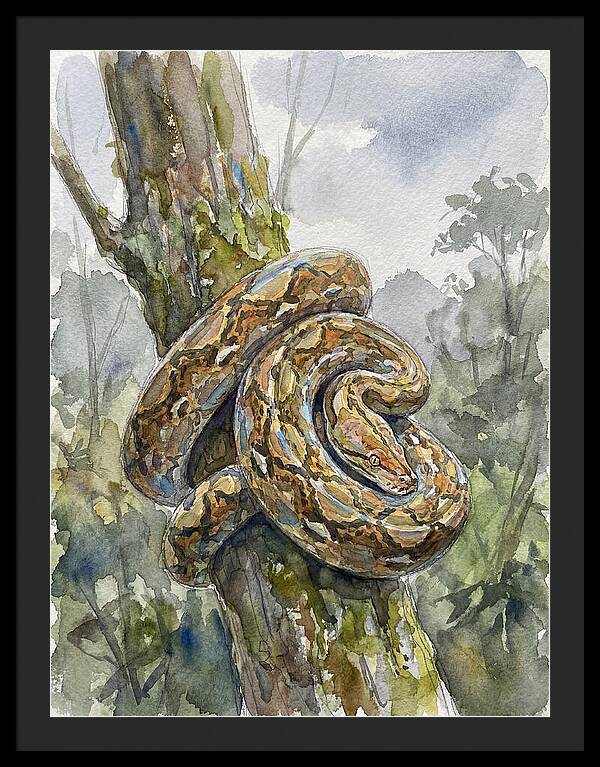 Reticulated Python In Nature