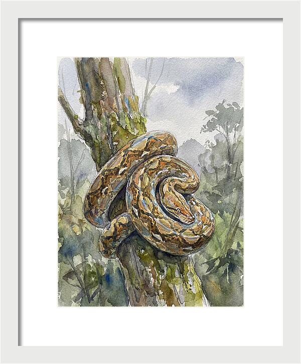 Reticulated Python In Nature