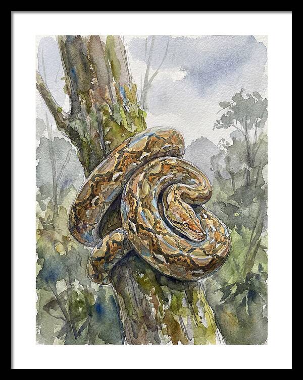 Reticulated Python In Nature
