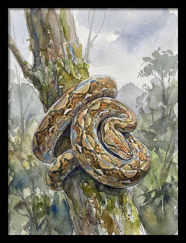 Reticulated Python In Nature
