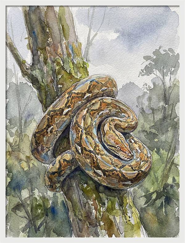 Reticulated Python In Nature