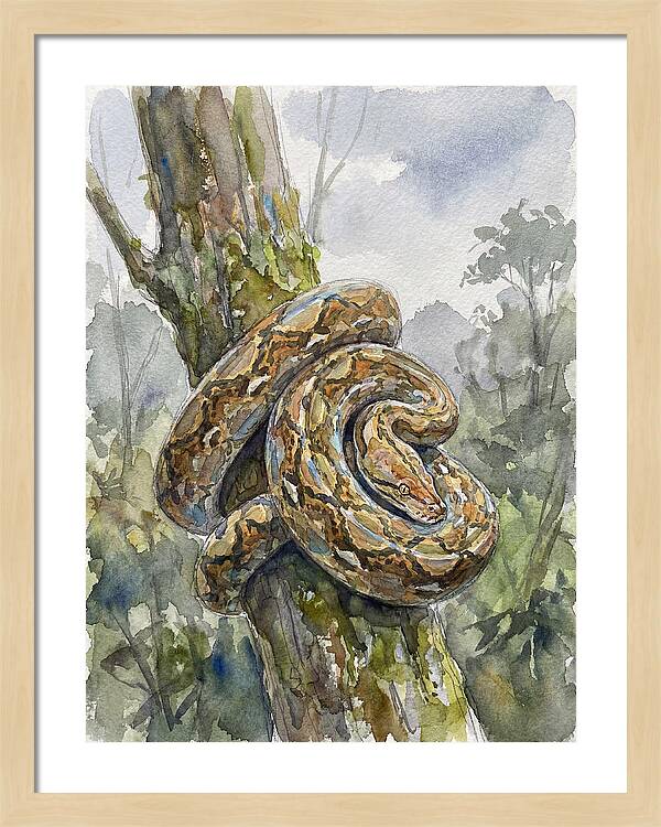 Reticulated Python In Nature
