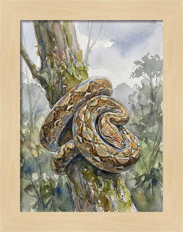 Reticulated Python In Nature