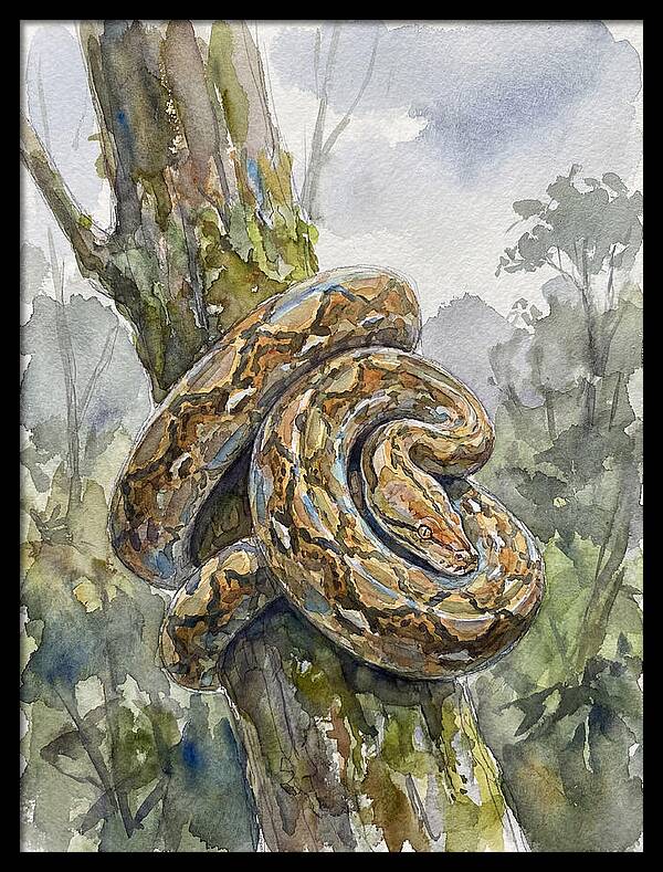 Reticulated Python In Nature