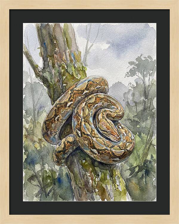 Reticulated Python In Nature