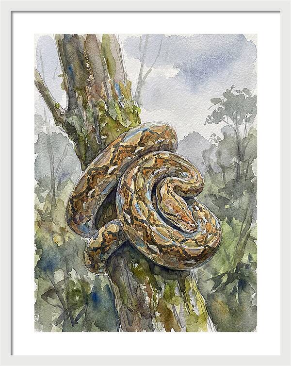 Reticulated Python In Nature