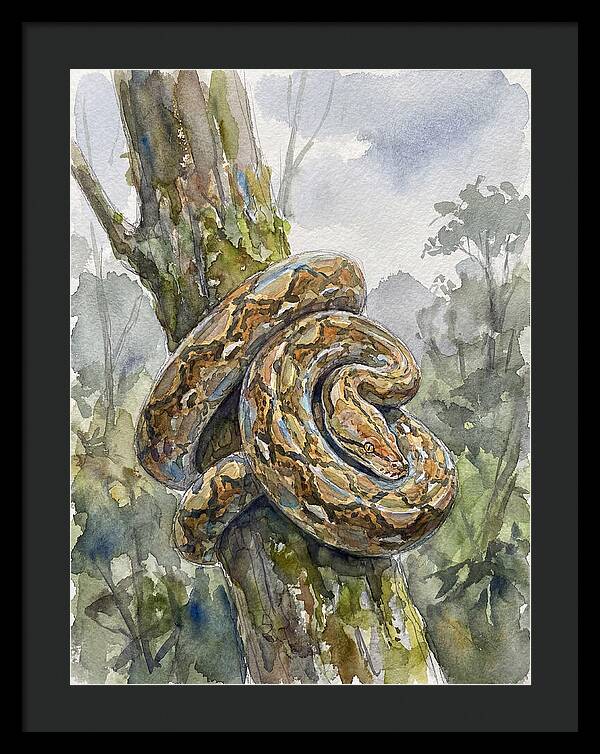 Reticulated Python In Nature