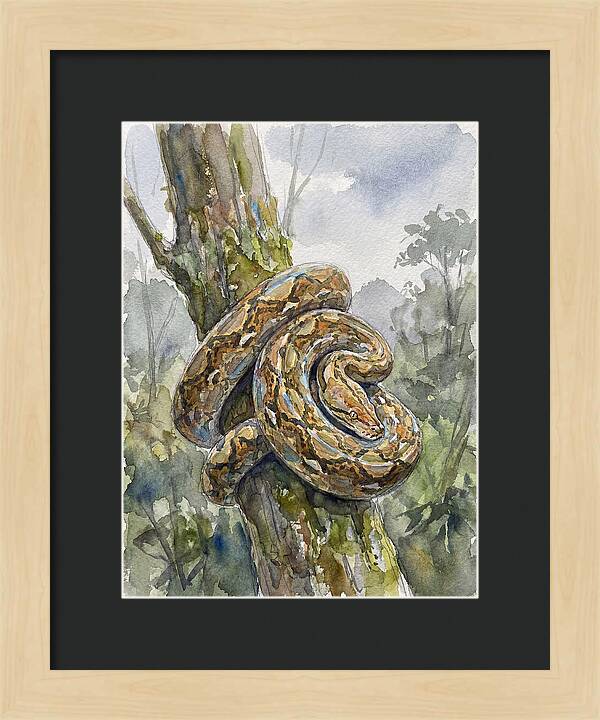 Reticulated Python In Nature