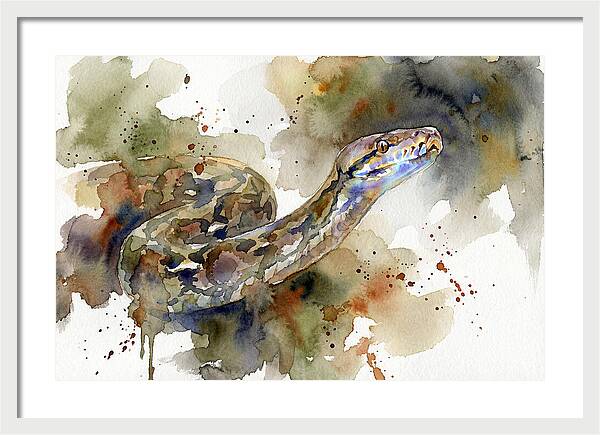 Reticulated Python Watercolor