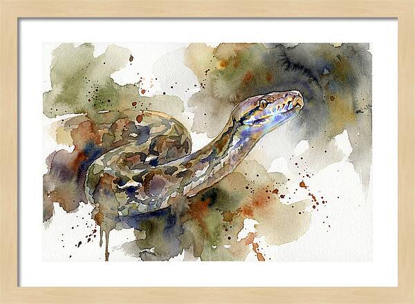 Reticulated Python Watercolor