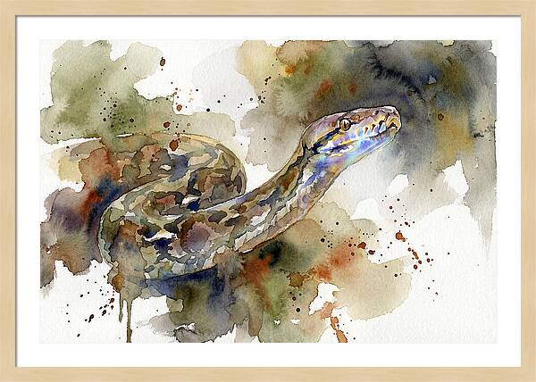 Reticulated Python Watercolor