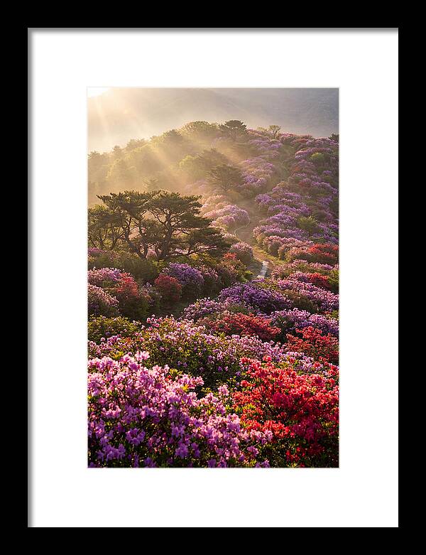 Rhododendron Bliss In Appalachia
