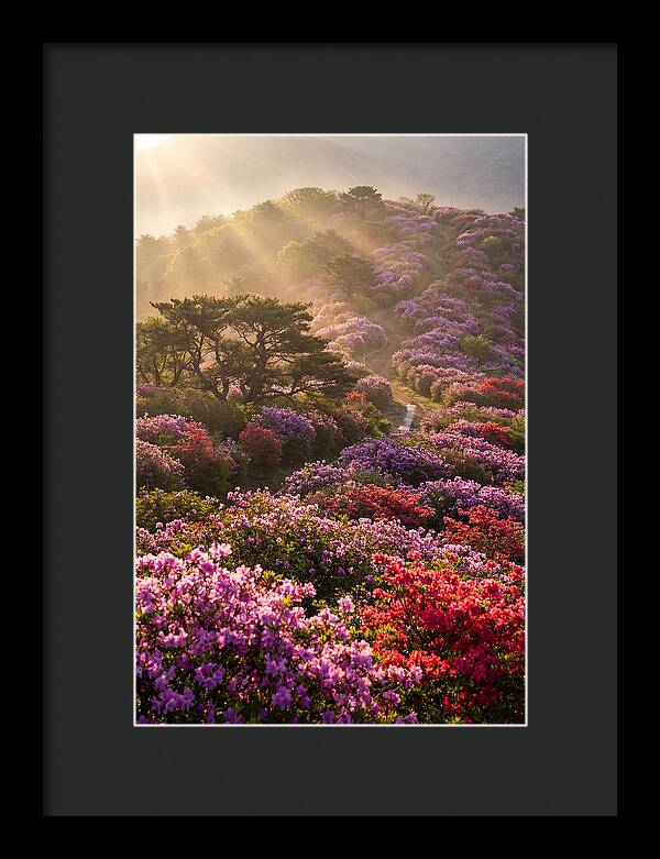 Rhododendron Bliss In Appalachia