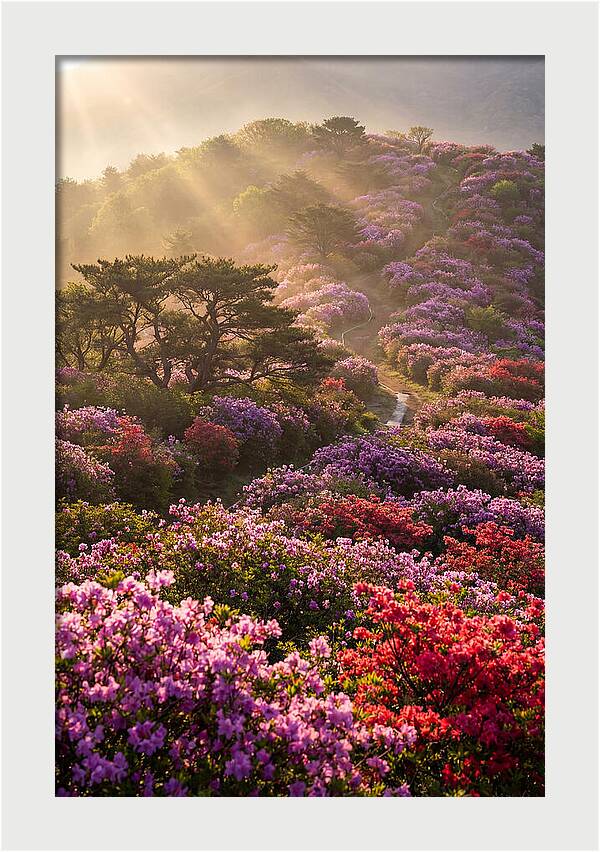 Rhododendron Bliss In Appalachia