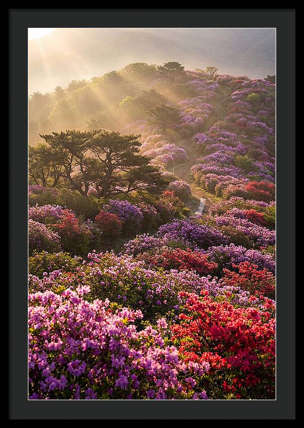 Rhododendron Bliss In Appalachia