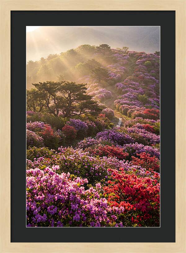 Rhododendron Bliss In Appalachia