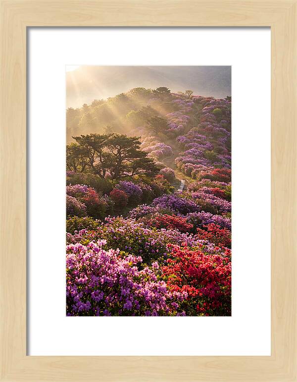 Rhododendron Bliss In Appalachia