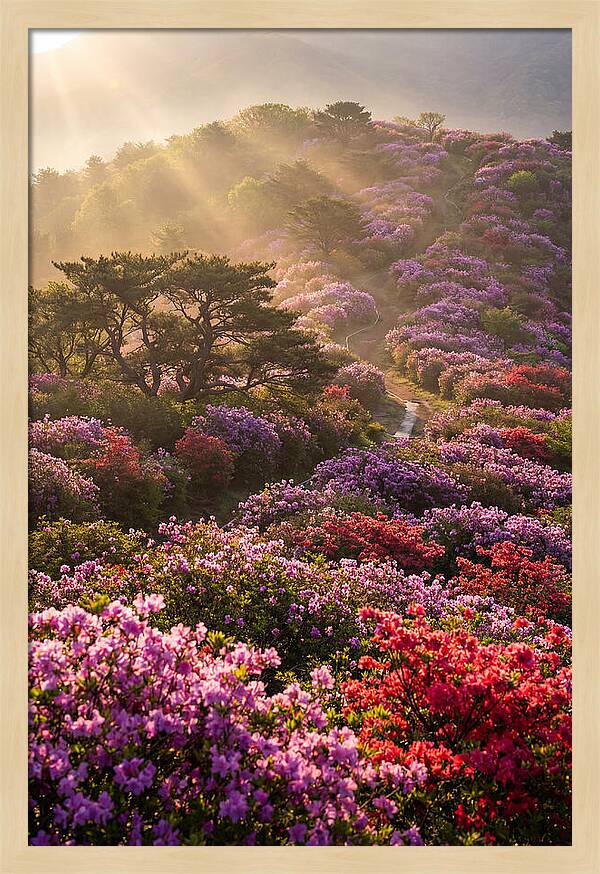 Rhododendron Bliss In Appalachia