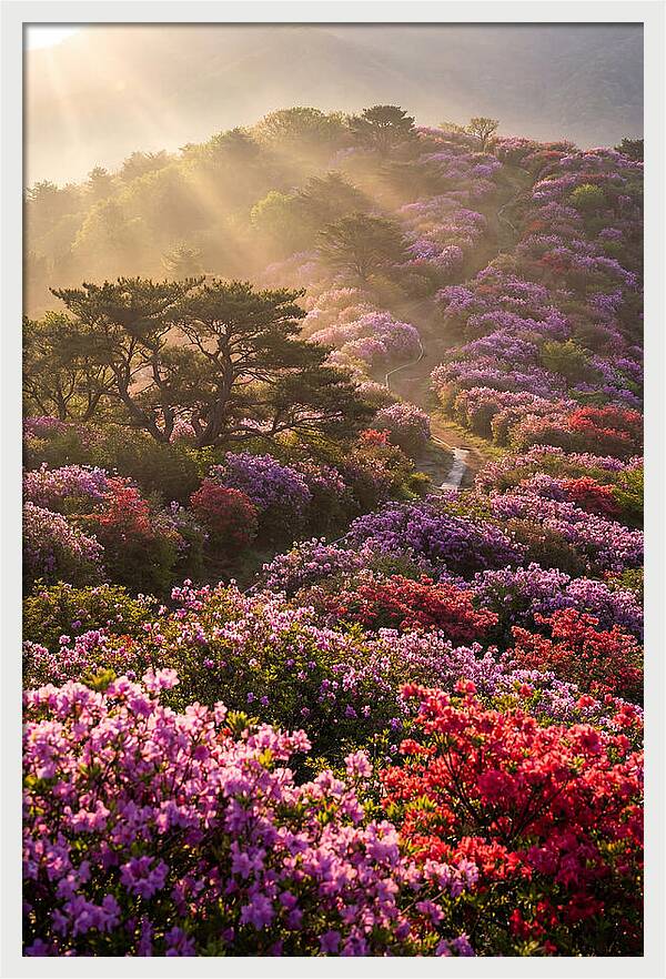 Rhododendron Bliss In Appalachia